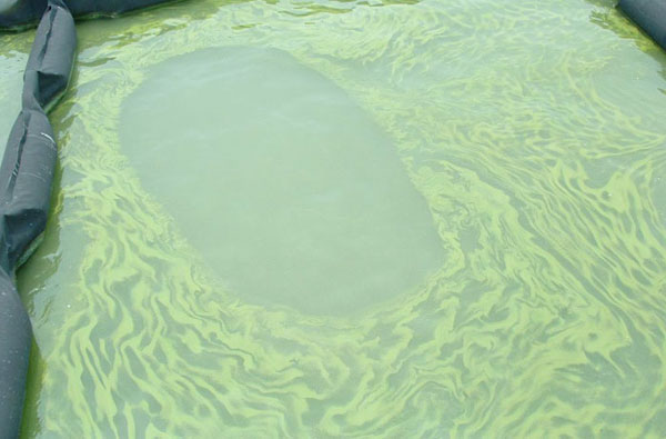 鱼池水面绿色漂浮物