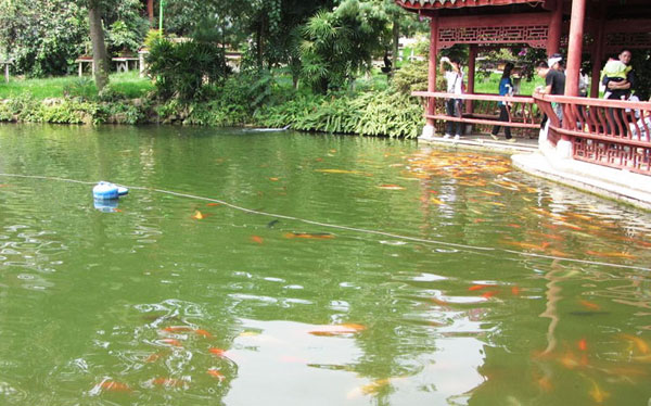庭院鱼池如何有效防止水质变脏呢？