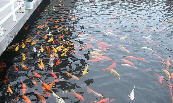 锦鲤鱼池景观水处理系统解决方案