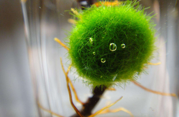 鱼池绿藻（小球藻）