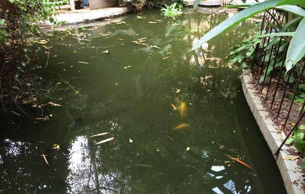 花园鱼池水质混浊