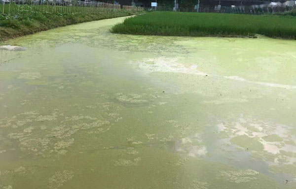 鱼池水面长绿藻水质发绿