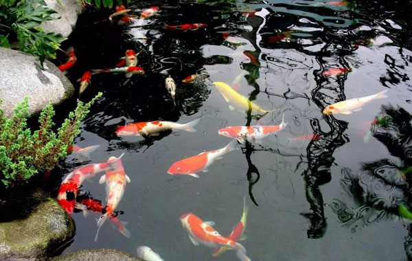 景观池要想养好锦鲤鱼需要注意些什么？