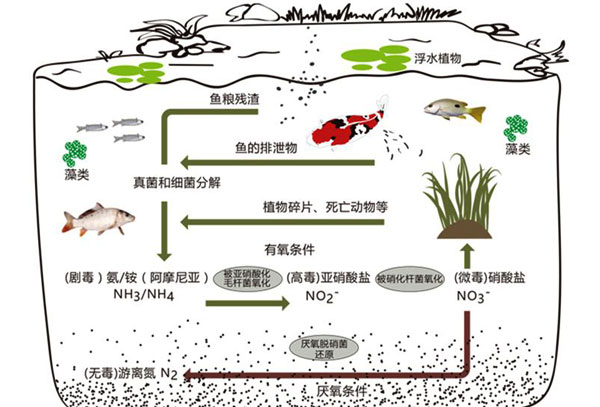 鱼池生态净化系统