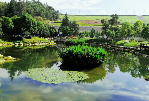 景观鱼池水发绿