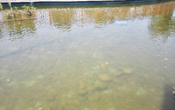 景观鱼池出现水质变黄该怎样处理？