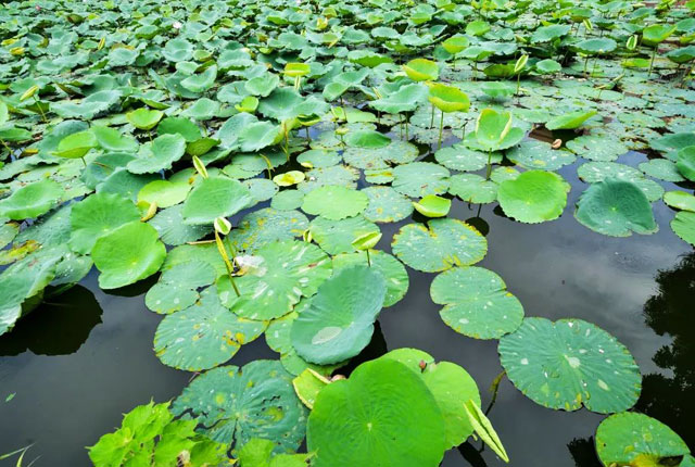 景观池中种植荷花和睡莲对水质净化有没有效果?
