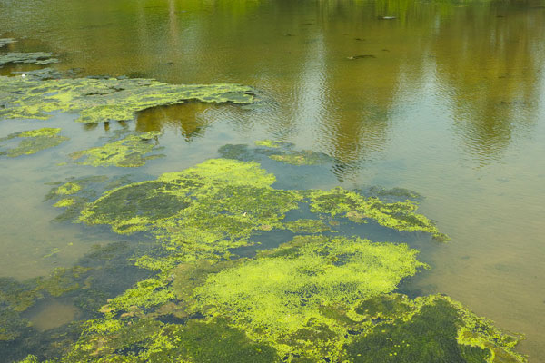 景观人工湖水发绿有漂浮水藻