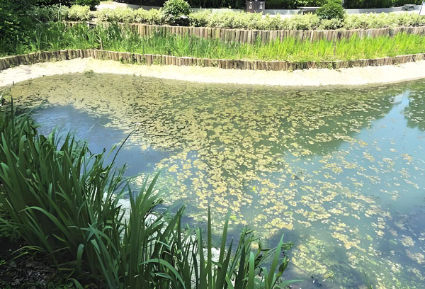 别墅景观池水起泡沫怎么净化可以长期清澈？