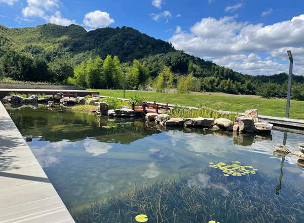 景观鱼池总是出现死鱼的情况是什么原因导致的?