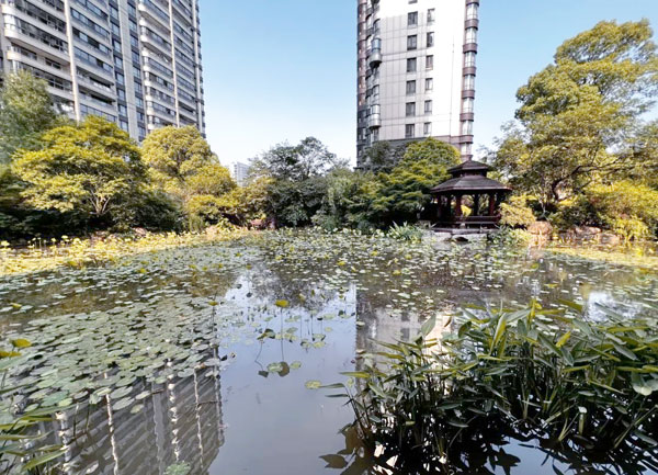 小区内湖水长绿藻水浑