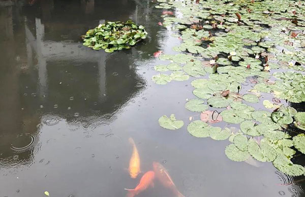 露天鱼池水质变绿 鱼池水处理有什么好办法？