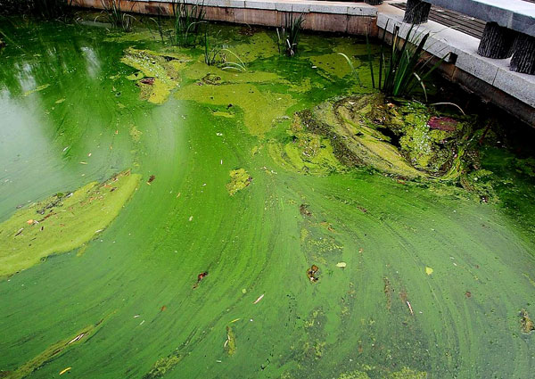 鱼池水变绿怎么处理？哪种鱼池水处理靠谱？