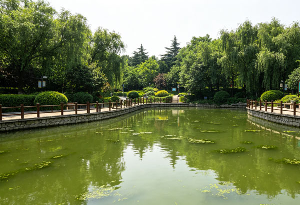 景区5000平景观湖不流动有腥臭味如何处理？